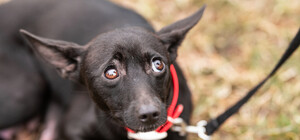 В Днепропетровской области полиция отыскала школьницу, издевающуюся над животными