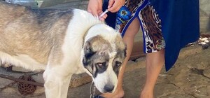 На Одещині за тиждень вакцинували від сказу понад 18 тисяч тварин