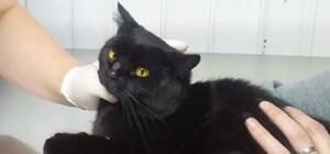 У Дніпрі хворий котик потребує допомоги небайдужих людей