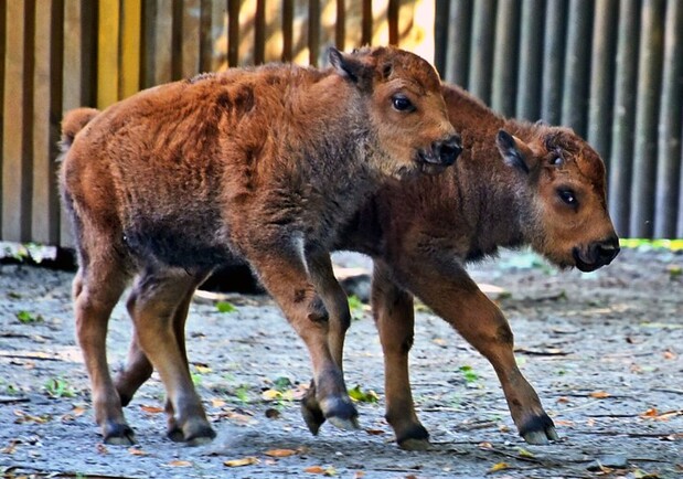 В Киевском зоопарке родились детеныши бизона - 