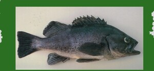 В Черном море появился новый вид рыбы: в чем опасность 