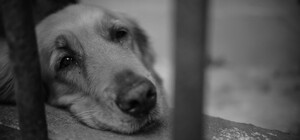 В Одесской области еще один живодер повесил собаку 