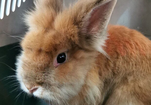 У Києві в сміттєвому баці знайшли пухнастого кролика та рідкісну черепашку. 