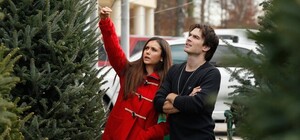 Какие цены на елки и сосны будут в Запорожье