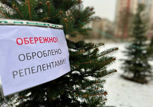 У Києві новорічні дерева обробляють хімікатами, аби захистити від незаконної вирубки. 