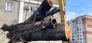 Негода в Одесі 26 грудня: дерева і гілки, що впали, досі залишаються на вулицях