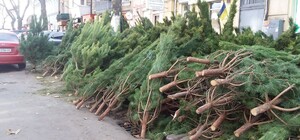 Где и почем сейчас елка в Одессе: актуальные цены и локации