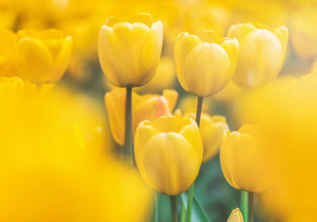 У центрі Києва на весні розквітнуть понад сто тисяч синьо-жовтих тюльпанів. 