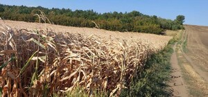 Фермерське господарство на Одещині заволоділо сімома гектарами державної землі