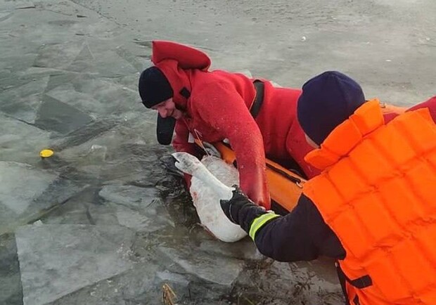 В Киевской области спасли лебедя, который вмерз в лед и травмировался. 