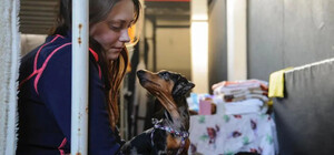 В Украине официально разрешили находиться в укрытиях с домашними животными