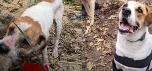 Какие изменения будут внесены в Киеве в правила содержания собак и кошек