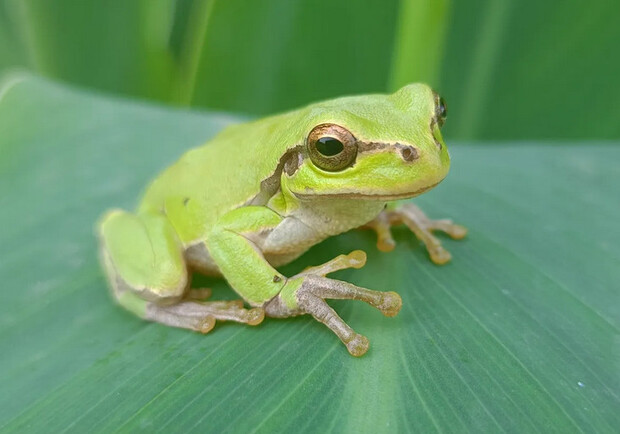 На фото – нормальний вид жаби до мутації. 