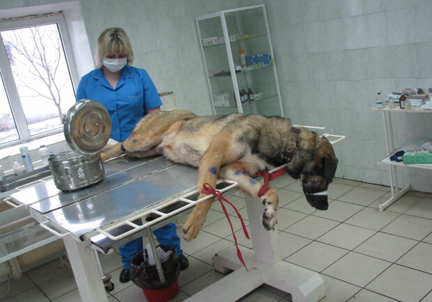 В "Приюте для животных" открылось ветеринарное отделение. Фото автора
