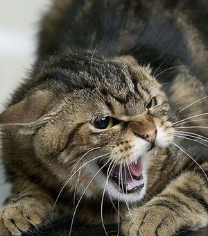 В Запорожье выявлено пять случаев заболевания животных бешенством: как уберечься