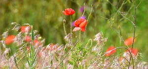 Жара и шквалы ветра: какая погода будет в Одессе в июне