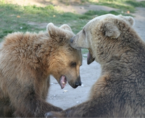 Медвежат Потапа и Настю наконец-то показали киевлянам.
Фото sxc.hu