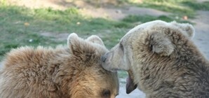 Дождались: киевляне наконец-то увидели Потапа и Настю за решеткой 