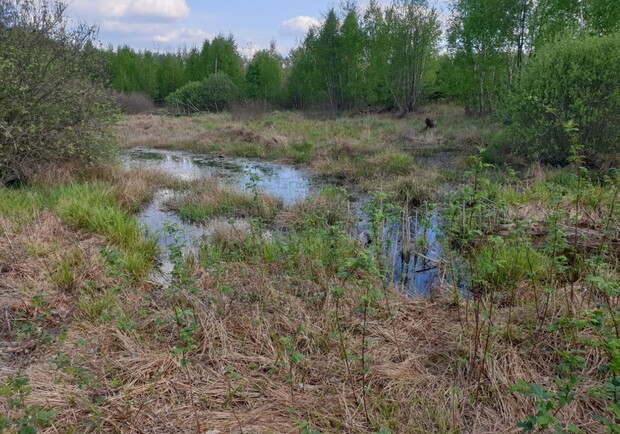 Главное мемориальное кладбище Украины под Киевом строят на болоте: экологи. 