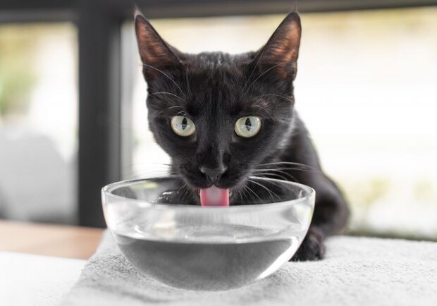 Как поощрить кота пить воду? Простые способы решения этого вопроса  - фото