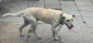 Пес, которого предали: история про песика Тома, живущего в днепровском приюте