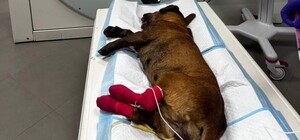 Положили в пасть петарду: в Одессе неизвестные покалечили собаку