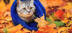 Якою буде погода у Львові цього тижня, 18-24 листопада