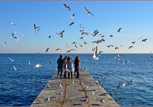 Акция в честь дня домашних животных и курс медпомощи: куда пойти в Одессе на выходные бесплатно