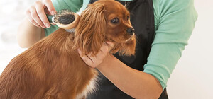 В салоне Zooland на Левобережном-3 грумер ненадлежаще обращался с животными