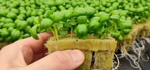 16-летний изобретатель из Днепра разработал инновационную технологию для подземных ферм