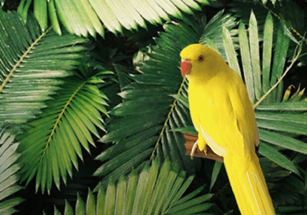 Шлюбний вексель, або щастя за добу