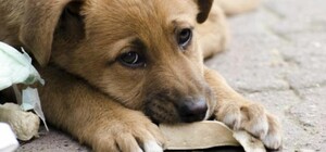 Отравление беспризорных собак в Одесской области: комментарий полиции