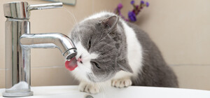 Наступного тижня у Дніпрі відключатимуть воду: адреси