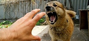 У 2024 році в Дніпропетровській області зафіксували більше сотні випадків сказу