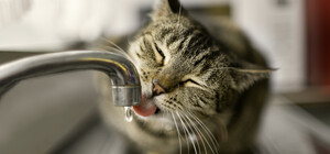 Наступного тижня у Дніпрі відключатимуть воду боржникам: адреси будинків