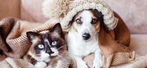 Снег, дождь и холодный ветер: когда в Запорожье ждать потепления