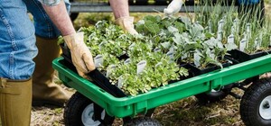 Где в эти выходные в Киеве пройдут продуктовые ярмарки. Адреса