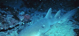 На Лыбедской площади поселят выводок акул