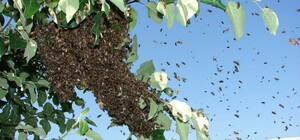 У Дніпрі рій бджіл заполонив Курчатівський ринок