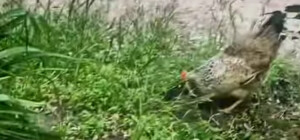 В Днепре на Левобережном-3 выгуливали курицу на поводке