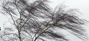 В Днепре шторм валит деревья: пострадали тротуары, детские площадки и автомобили