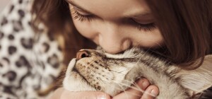 В харьковском домике для кошек проведут День открытых дверей