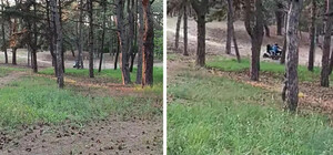 В городском лесу Днепра мотоциклисты устроили 