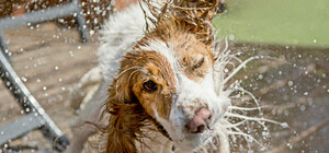 В Запорожье ожидается жара до +36 градусов: как подготовиться 