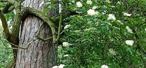 У парку Франка у Львові зацвіла сторічна бузина