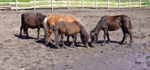 Волонтеры эвакуировали четырех пони из прифронтовой деревни Днепропетровской области