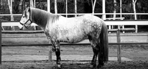 Трагедия под Каменским: конь погиб на трассе после бегства с фермы