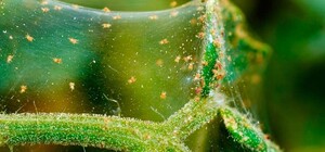 Павутинний кліщ загрожує до 60 % врожаю у Дніпропетровській області