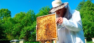 На Одещині масово гинуть бджоли: пасічники звинувачують аграріїв у використанні отрутохімікатів