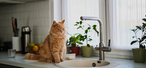 З понеділка у Дніпрі відключатимуть воду боржникам: адреси будинків